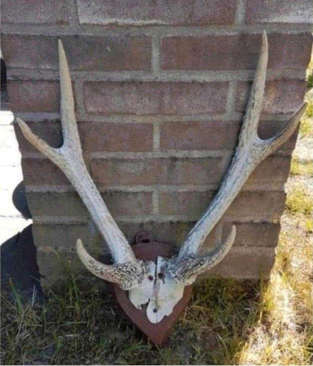 Prachtige Rusa Sambar hert schedel ( Aziatisch) herten soort, Ophalen of Verzenden, Zo goed als nieuw, Hert, Schedel