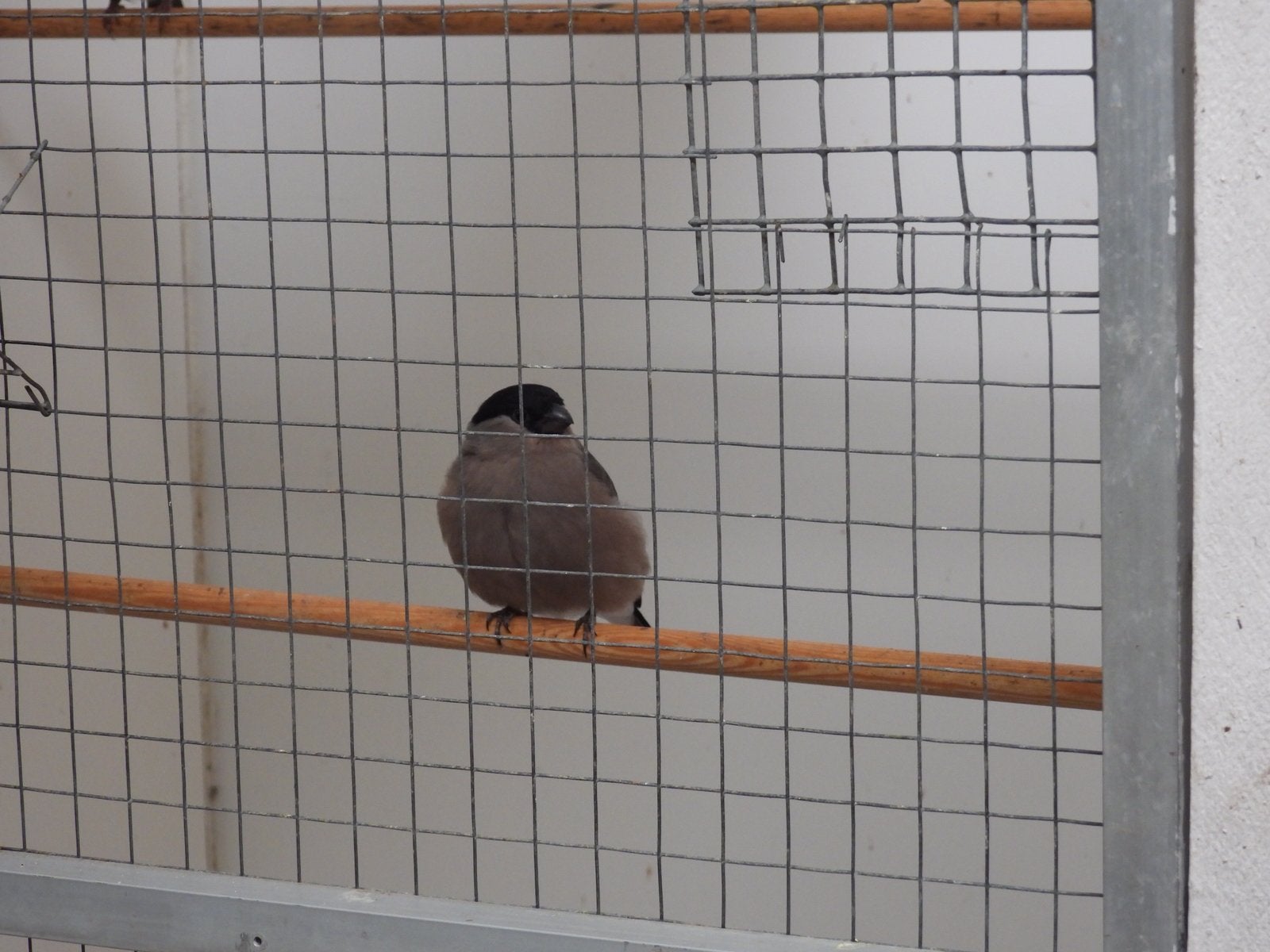 Goudvinken, Dieren en Toebehoren, Vrouwelijk, Wildzangvogel