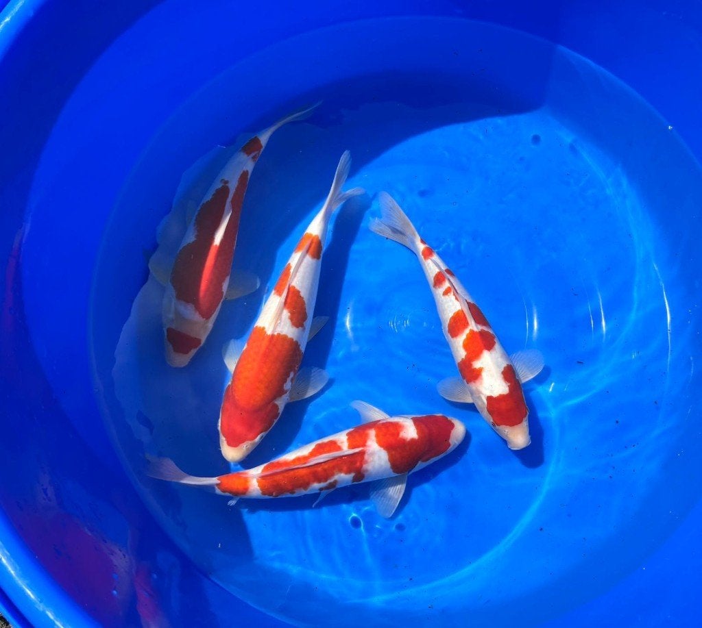 Ogata HQ Kohaku | Koikarpers  | Tosai vissen, Karper of Koi