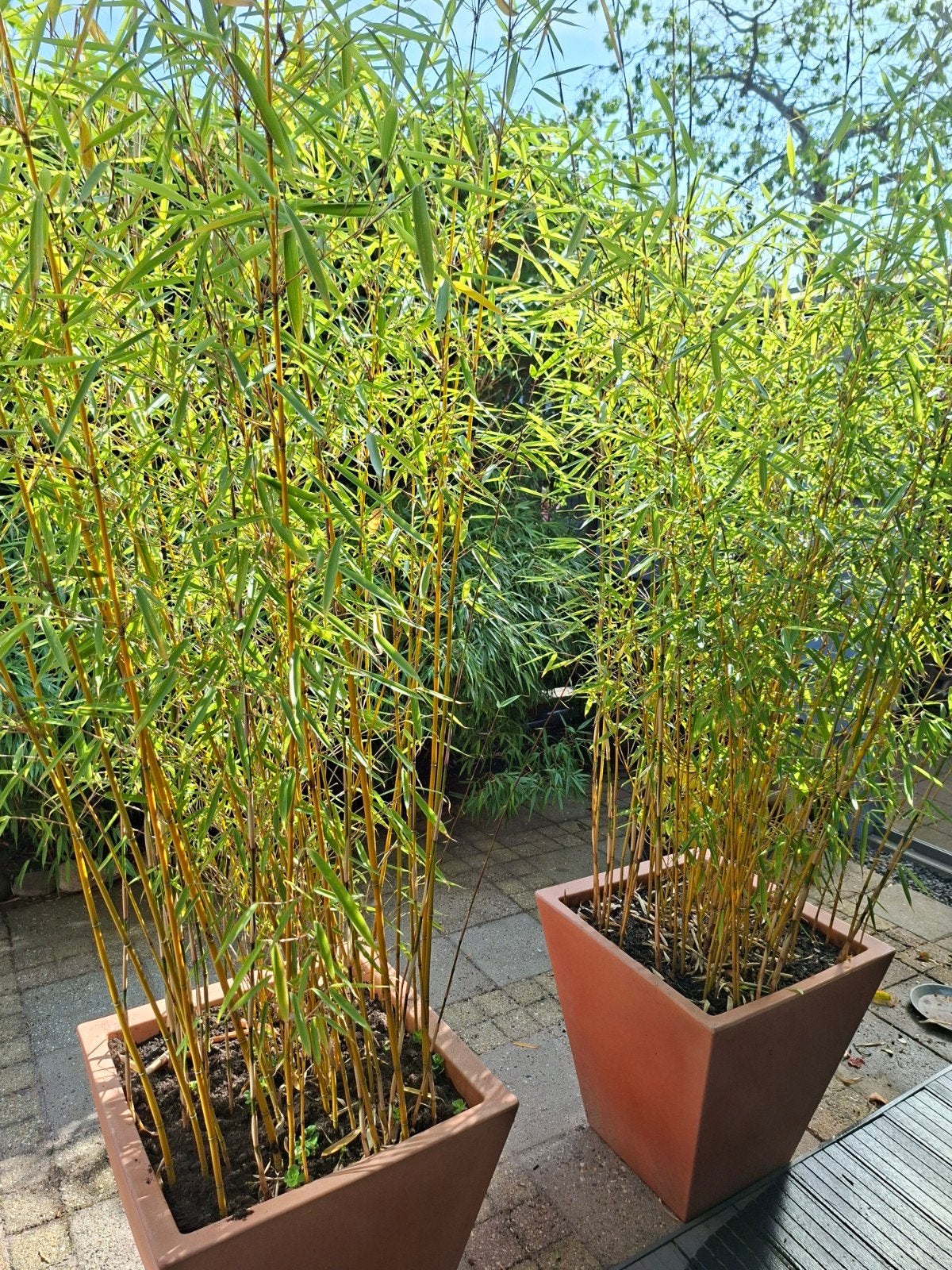 2 x bamboe in mooie pot, Tuin en Terras, Ophalen, Bloeit niet, Overige soorten, Halfschaduw