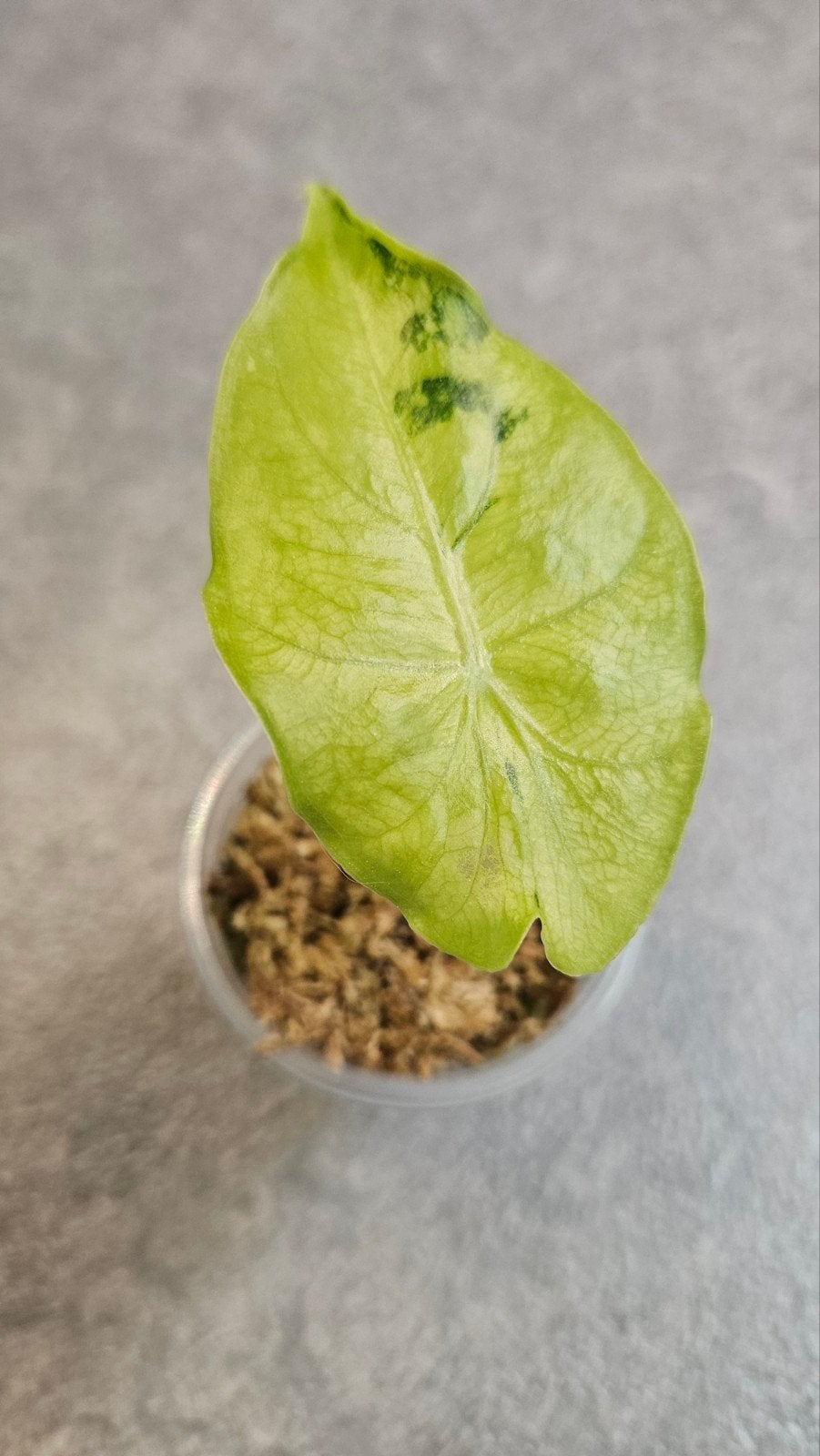 Alocasia Nairobi Nights (tricolor) Variegata, Ophalen of Verzenden, Halfschaduw, Minder dan 100 cm