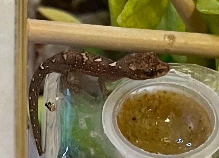 Bavayia exsucidda, New Caledonia gekko, Hagedis, 0 tot 2 jaar