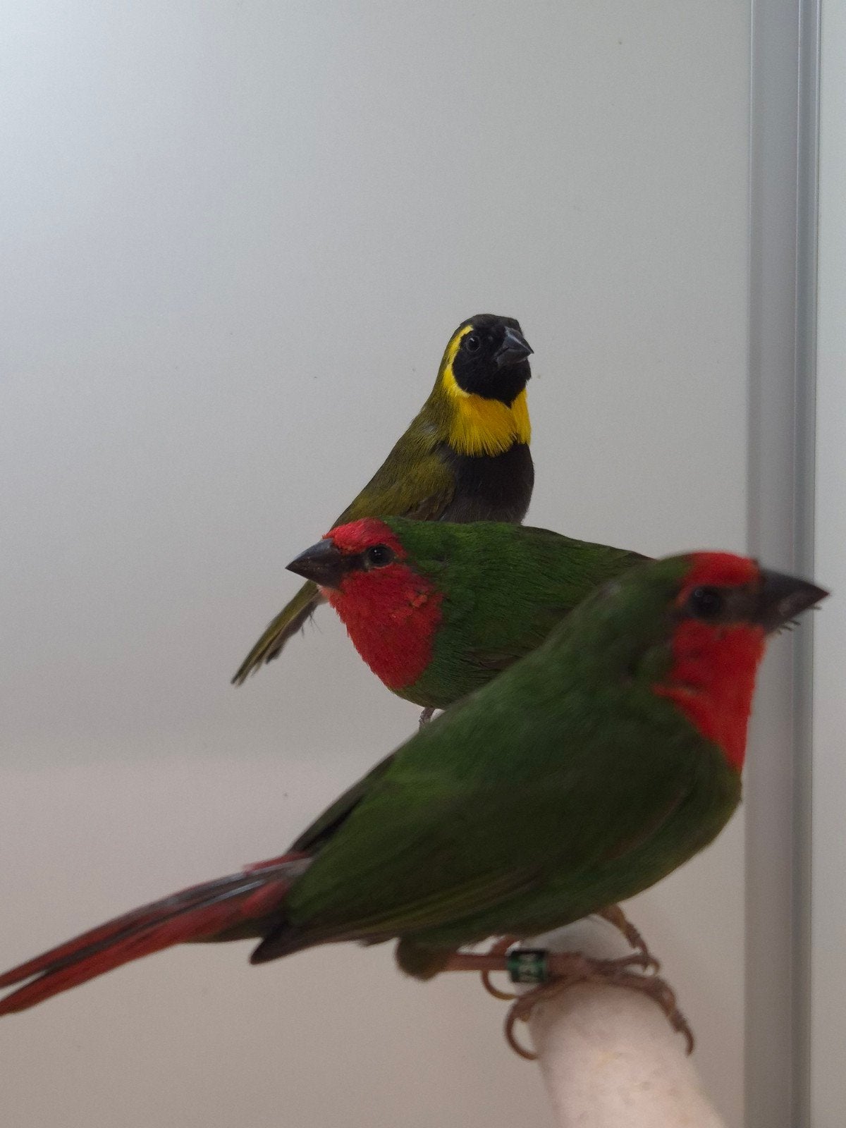 4-4 Roodkop papagaai amadines, Dieren en Toebehoren, Meerdere dieren, Tropenvogel, Geringd