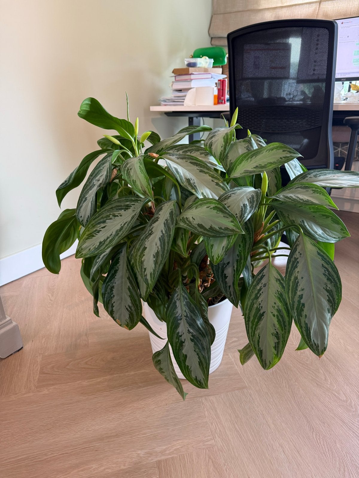 Mooie Aglaonema kamerplant in witte pot, Ophalen, Overige soorten, Halfschaduw, In pot