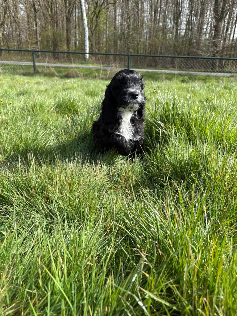 Cockapoo pups, Dieren en Toebehoren, Parvo, Overige rassen, 8 tot 15 weken, Meerdere