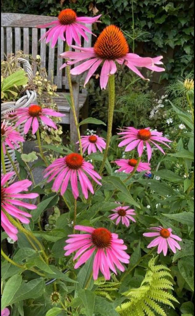 Zonnehoed Rosé Vaste Plant - Trekt Vlinders & Insecten aan, Tuin en Terras, Planten | Tuinplanten, Volle zon, Vaste plant, Zomer
