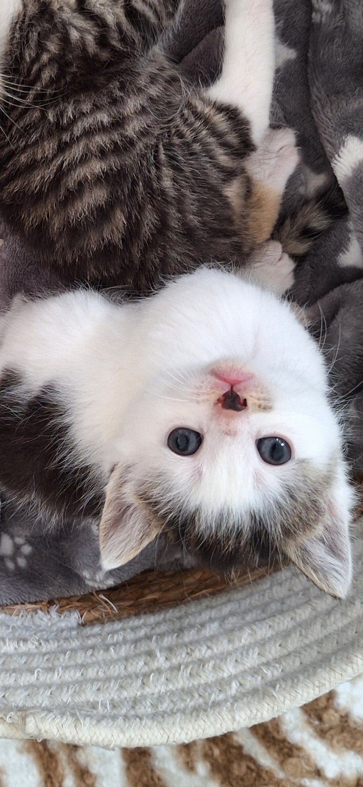 kittens, Dieren en Toebehoren, Meerdere dieren