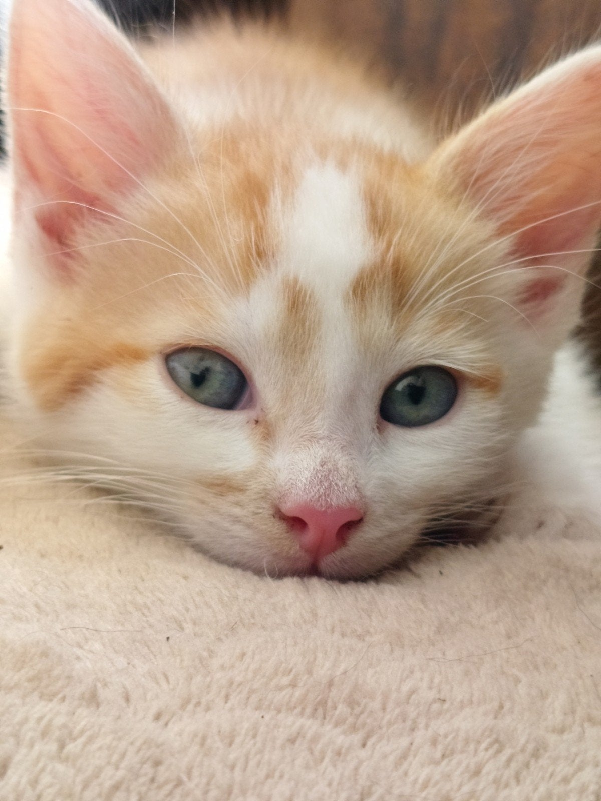 Unieke Maine Coon kruising kittens, Meerdere dieren, Ontwormd, 0 tot 2 jaar