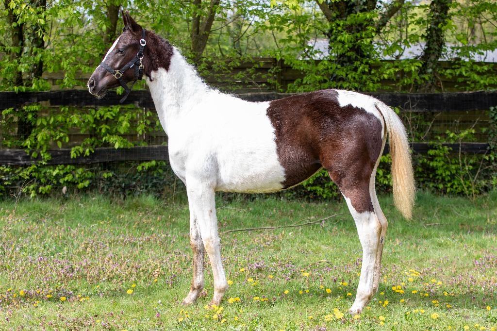 Zeer knappe knuffelig bonte merrie, Dieren en Toebehoren, Paarden, Merrie, Met stamboom, Dressuurpaard, 0 tot 2 jaar