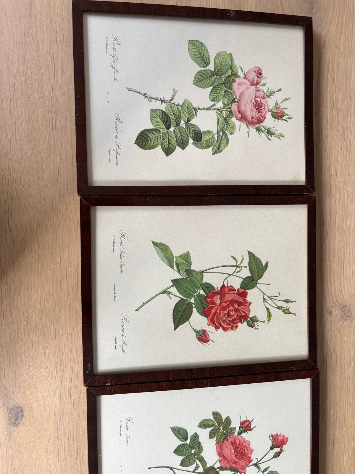 Omlijstingen uit de begin jaren 60 - Botanische rozenprints, Ophalen, Minder dan 50 cm, Gebruikt, Print