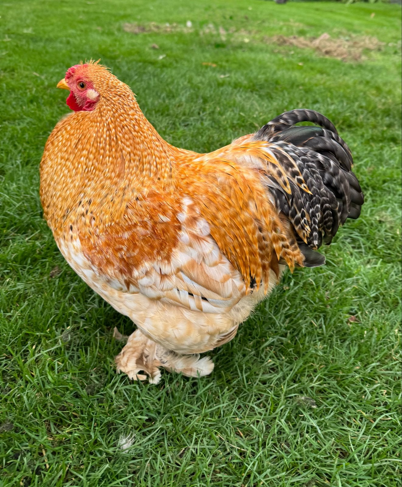Chocin haantjes gratis, Dieren en Toebehoren