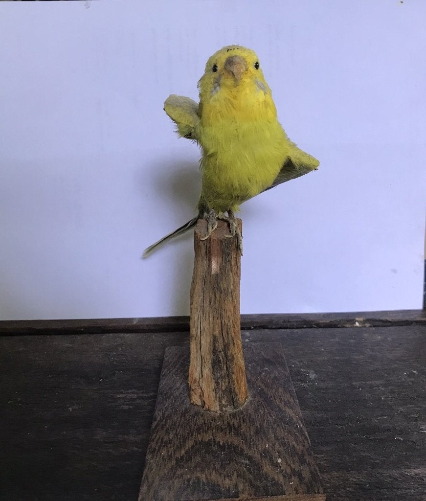 Opgezette vogel parkiet, Verzamelen, Dierenverzamelingen, Ophalen of Verzenden, Zo goed als nieuw, Vogel, Opgezet dier
