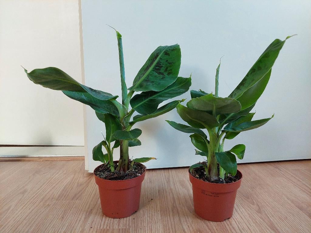 Musa Dwarf Cavendish - Bananenplant H: 36 - 40 cm., Ophalen, Overige soorten, Halfschaduw, Minder dan 100 cm