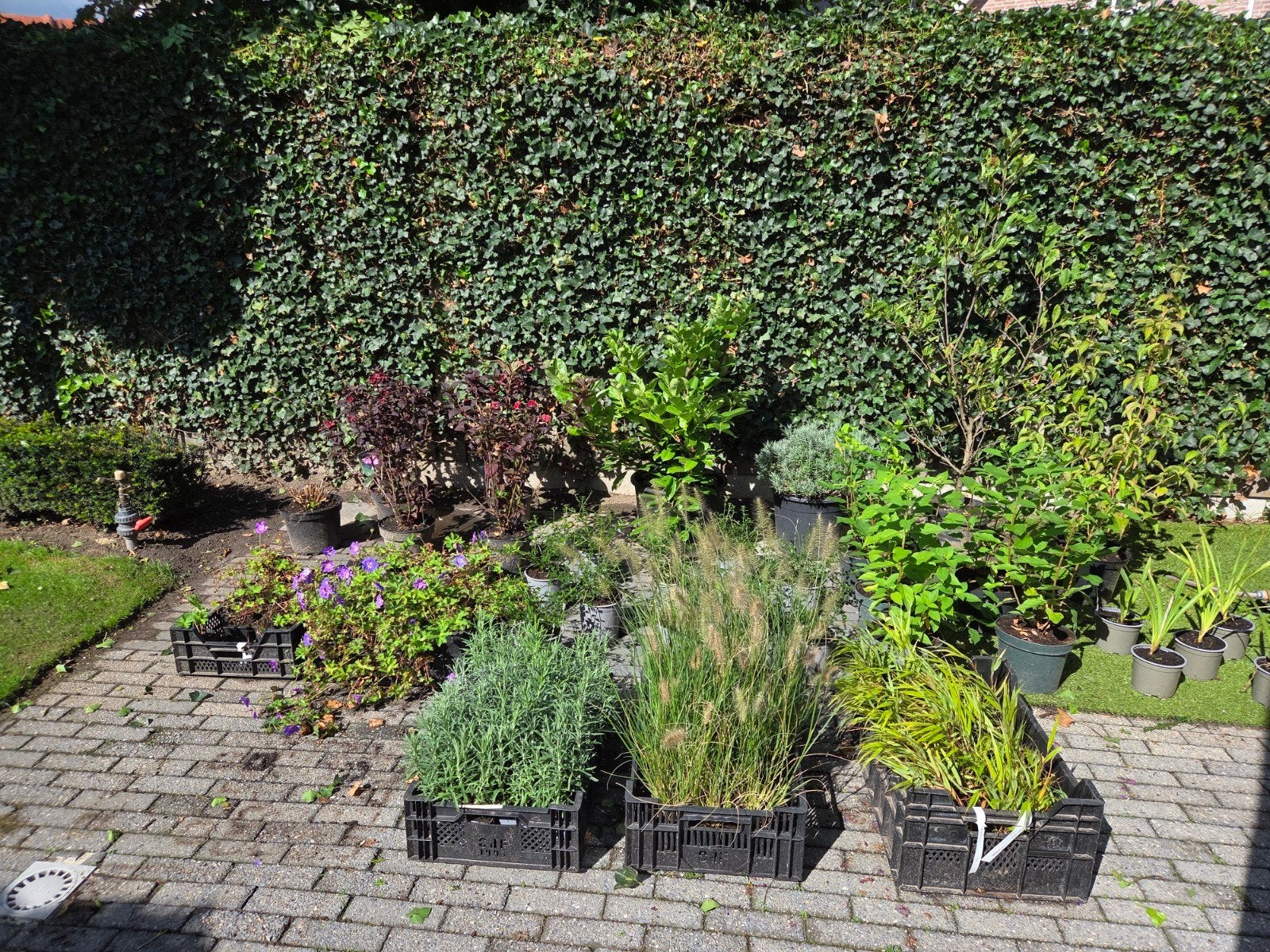 Restpartij tuinplanten A kwaliteit, Ophalen, Overige soorten, Halfschaduw
