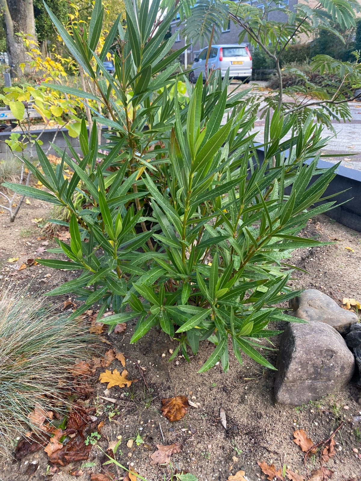 Mooie roze Oleander winterhard, Tuin en Terras, Ophalen, Overige soorten, Volle zon