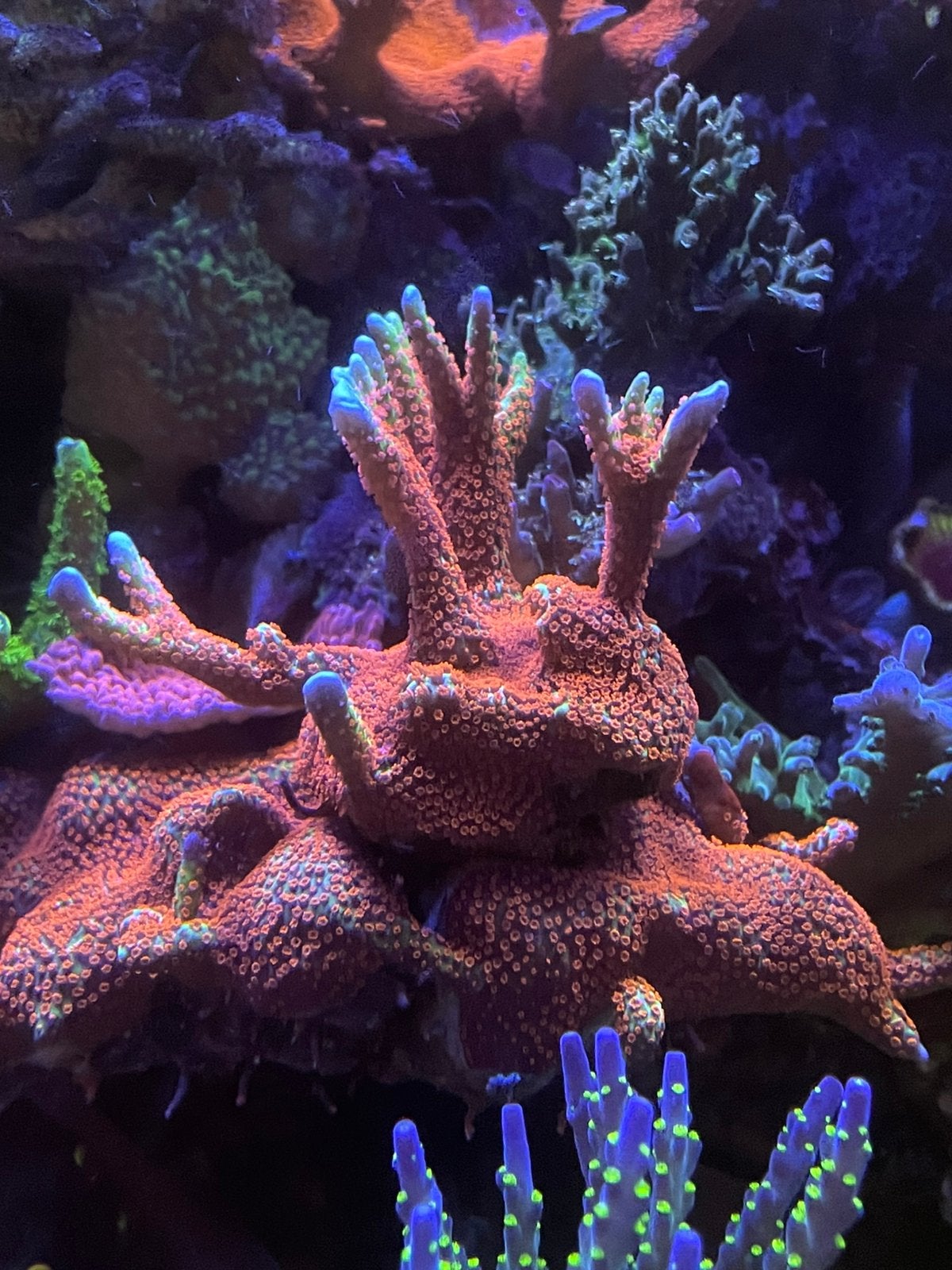 Montipora forest fire stekken, Overige typen