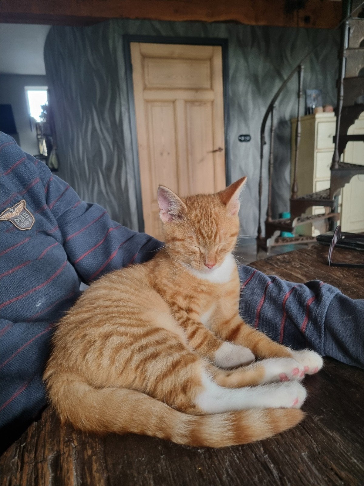 Vermist rode kater, Pepper is zijn naam.