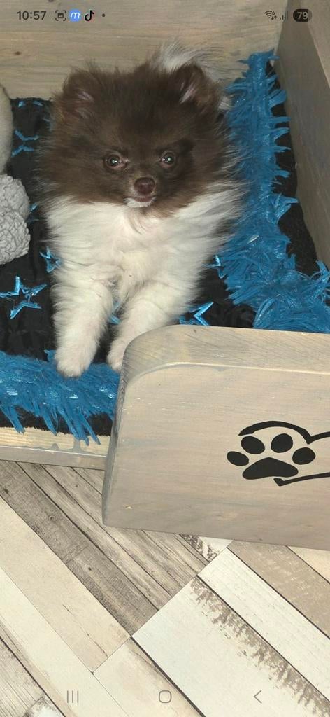 Mooie minie pomeriaan  pup, 15 weken tot 1 jaar, Overige rassen, Teef, Parvo