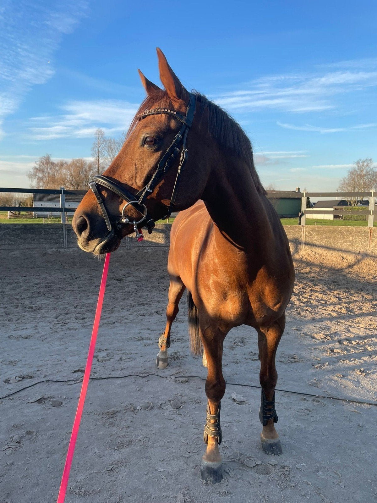 Superleuke 10-jarige D pony Kalou,  normale prijsklasse, Minder dan 160 cm, Ruin, Dressuurpaard, 7 tot 10 jaar