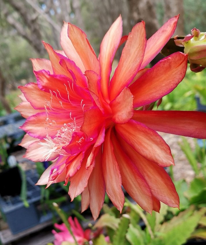 cactus - Kiwi Calypso Queen, Ophalen of Verzenden, Cactus, Volle zon, Minder dan 100 cm