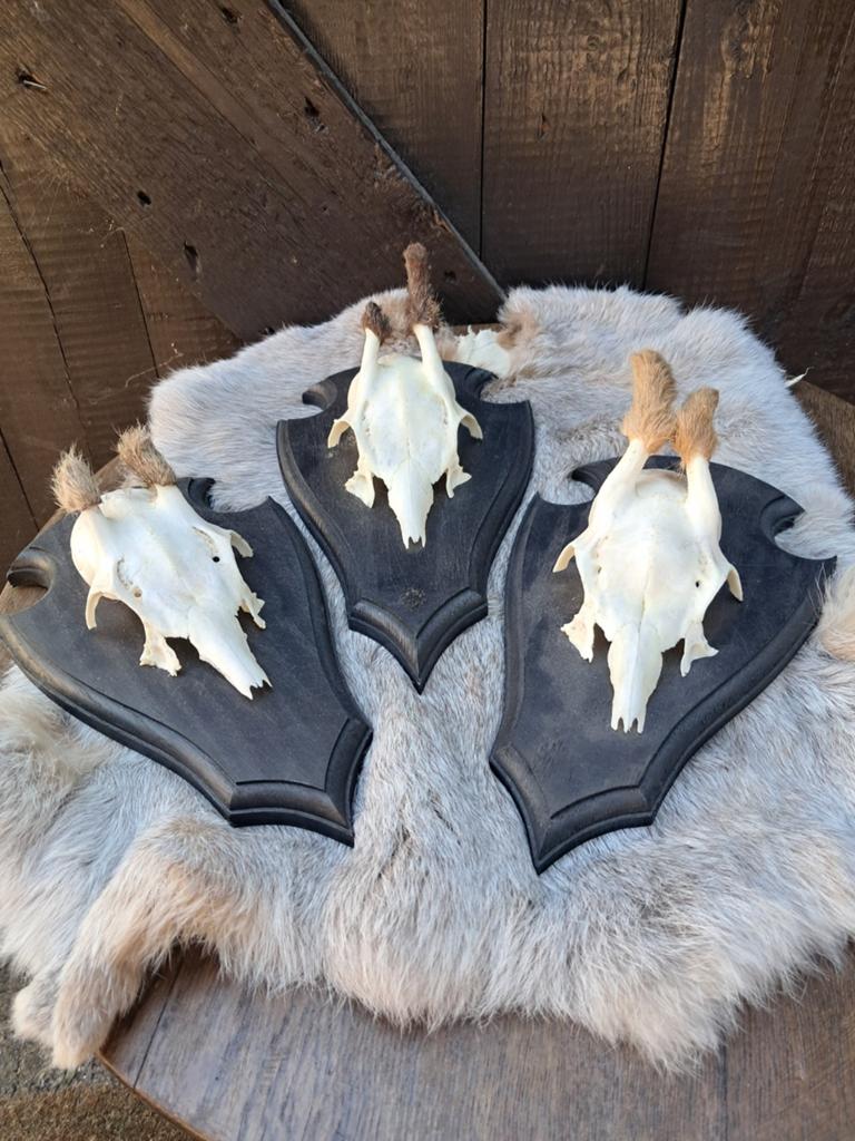 Mooie Set Reebok Trofeeën / Geweitjes met Onderkaken (NL), Ophalen of Verzenden, Zo goed als nieuw, Wild dier, Opgezet dier