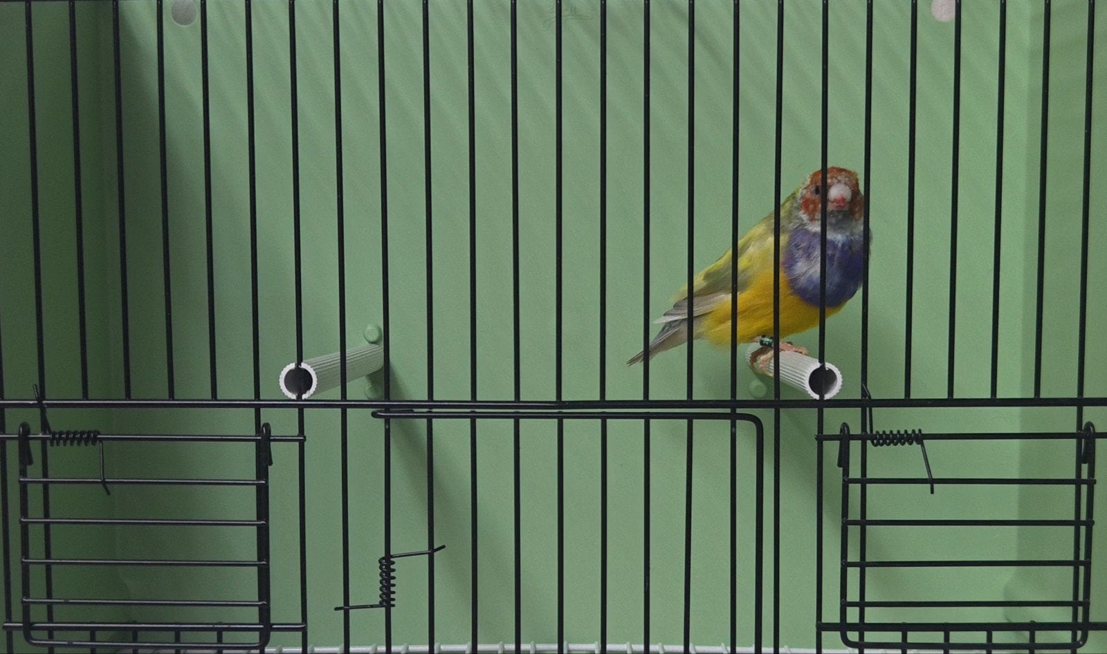 gouldamadines, Meerdere dieren, Tropenvogel