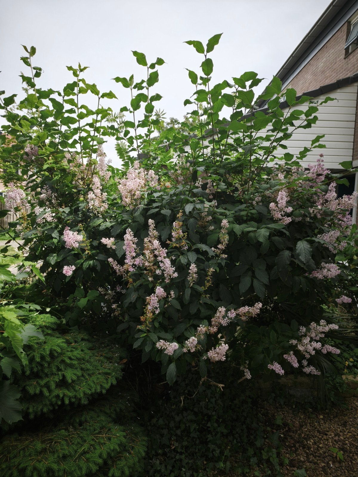 Prachtige boom ( sering), Tuin en Terras, Ophalen, Overige soorten