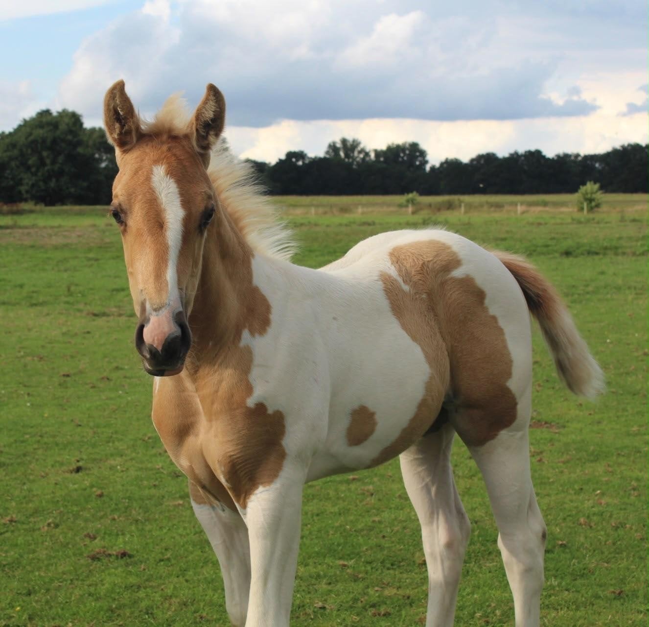Paint Horse Merrie Veulen, Merrie, Minder dan 160 cm, Met stamboom, 0 tot 2 jaar