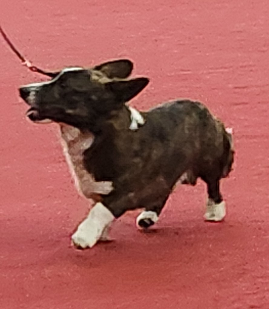 Herdershonden, Parvo, België, Fokker | Hobbymatig, 8 tot 15 weken