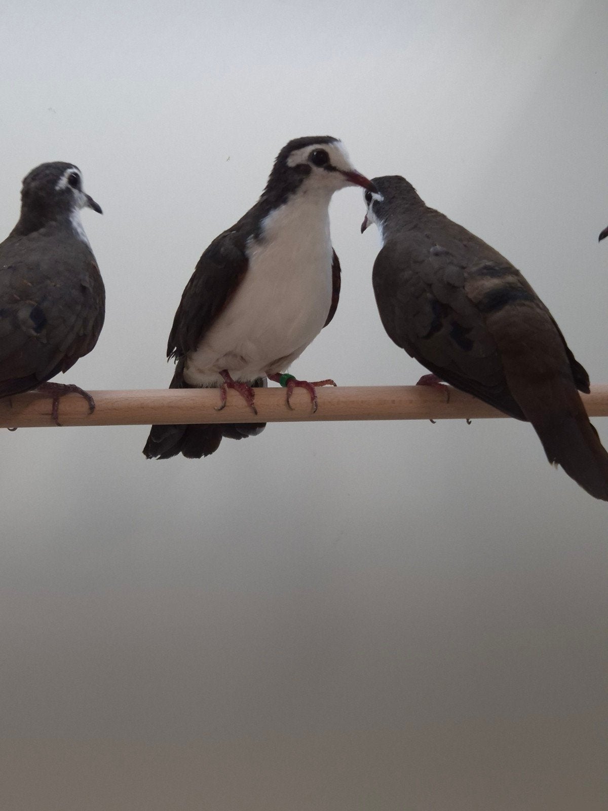 4-4 Tamboerijn duif, Dieren en Toebehoren, Meerdere dieren, Tropenvogel, Geringd