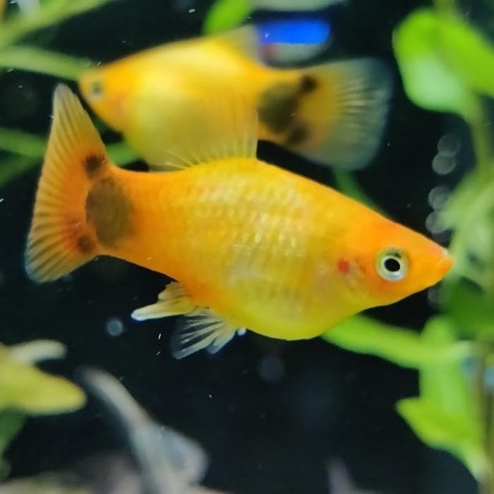 Xiphophorus variatus, Vis