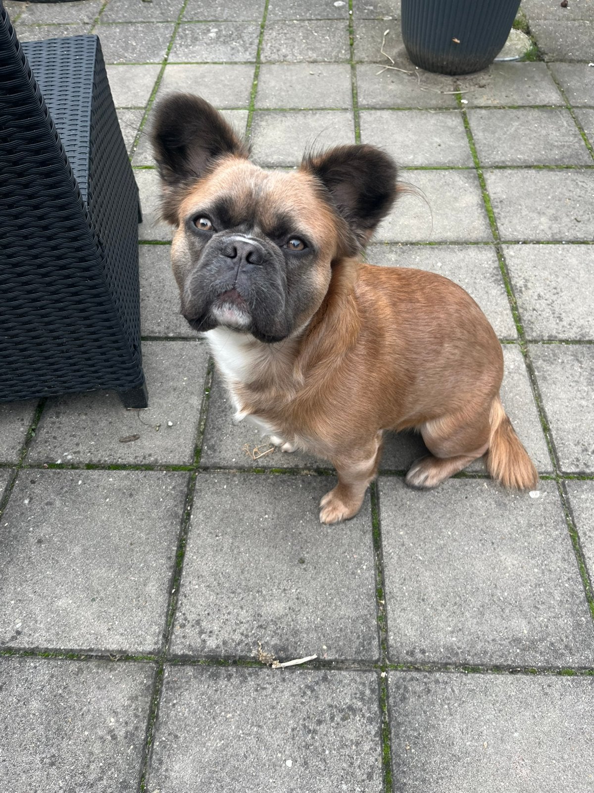 Gouden mandje gezocht voor onze lieve Xar, Rabiës (hondsdolheid), Reu, 1 tot 2 jaar, Eén hond