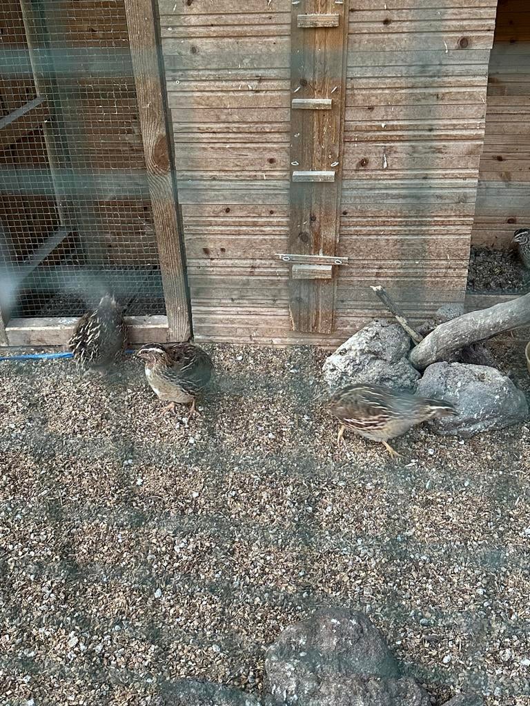 Japanse kwartels, Dieren en Toebehoren, Pluimvee, Meerdere dieren, Overige soorten