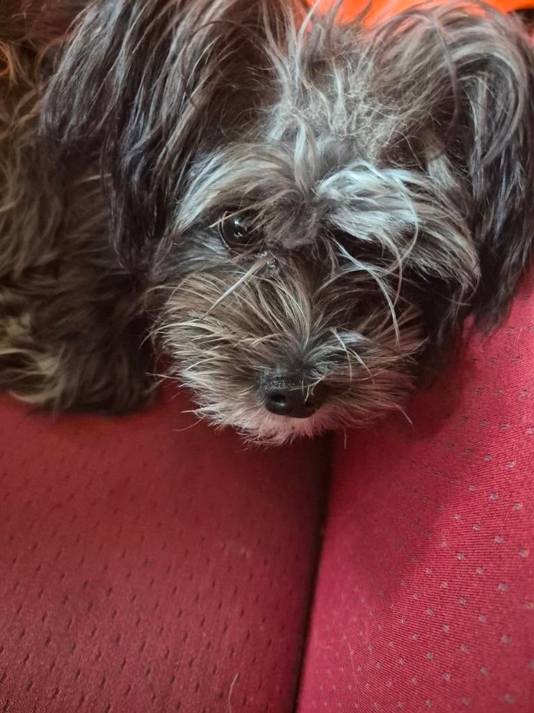 Maltezer x york reutje, 8 tot 15 weken, Eén hond, Nederland, Particulier