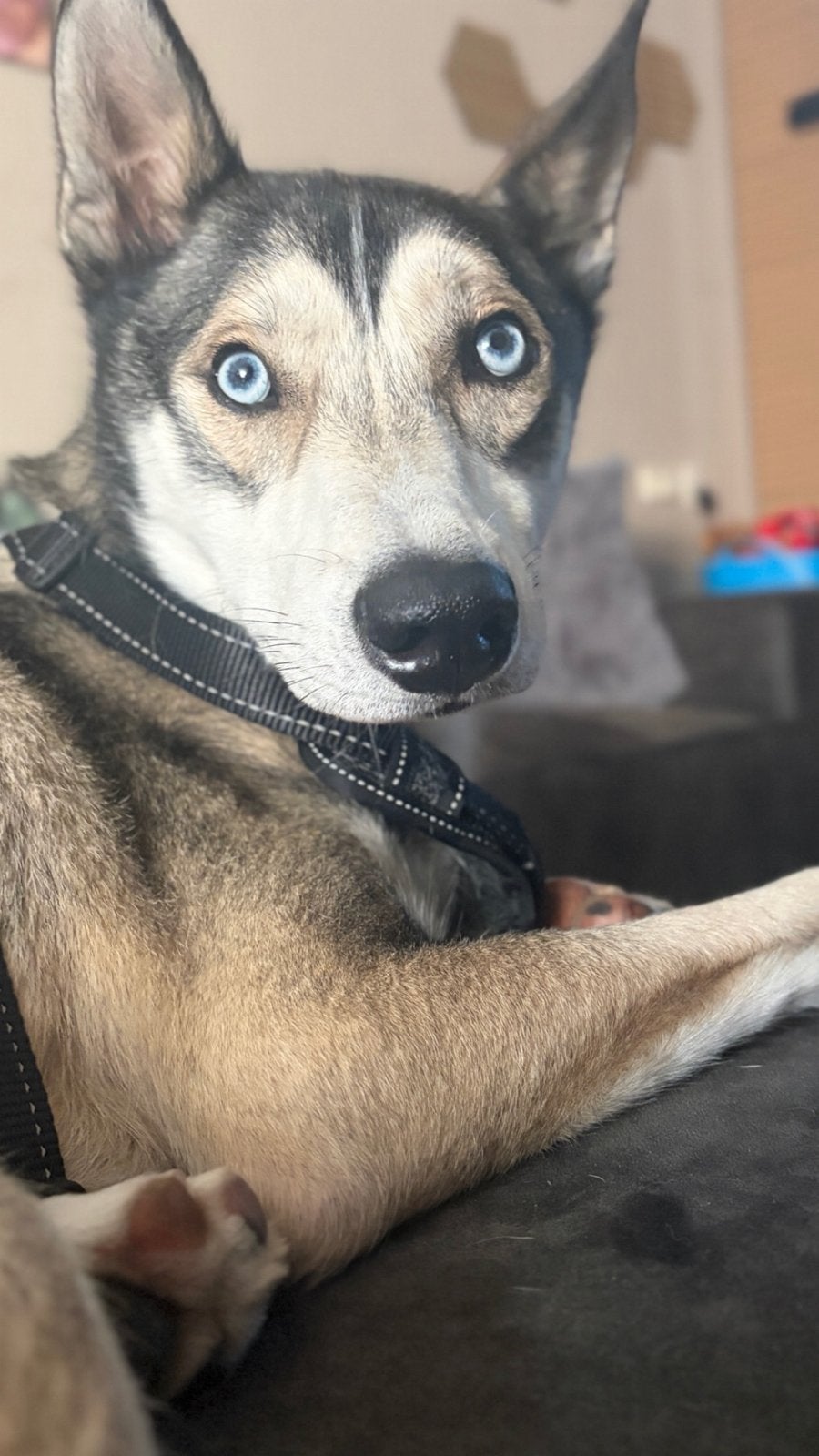 Lieve, energieke Siberian Husky reutje (1,5 jaar), 1 tot 2 jaar, Parvo, Eén hond, Nederland