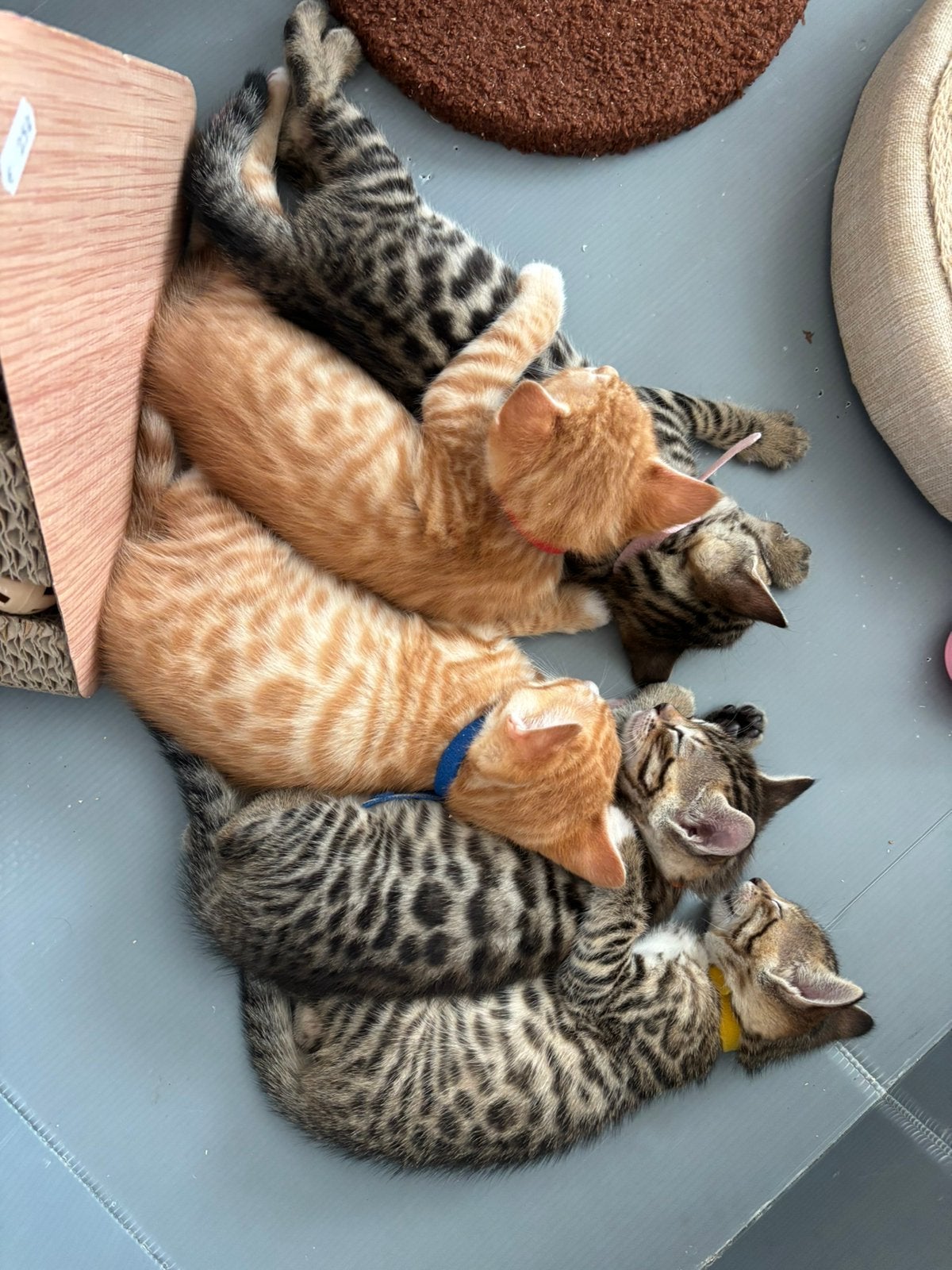 Prachtig nest bijzondere bengaalse kittens, Dieren en Toebehoren, Meerdere dieren, Ontwormd, 0 tot 2 jaar