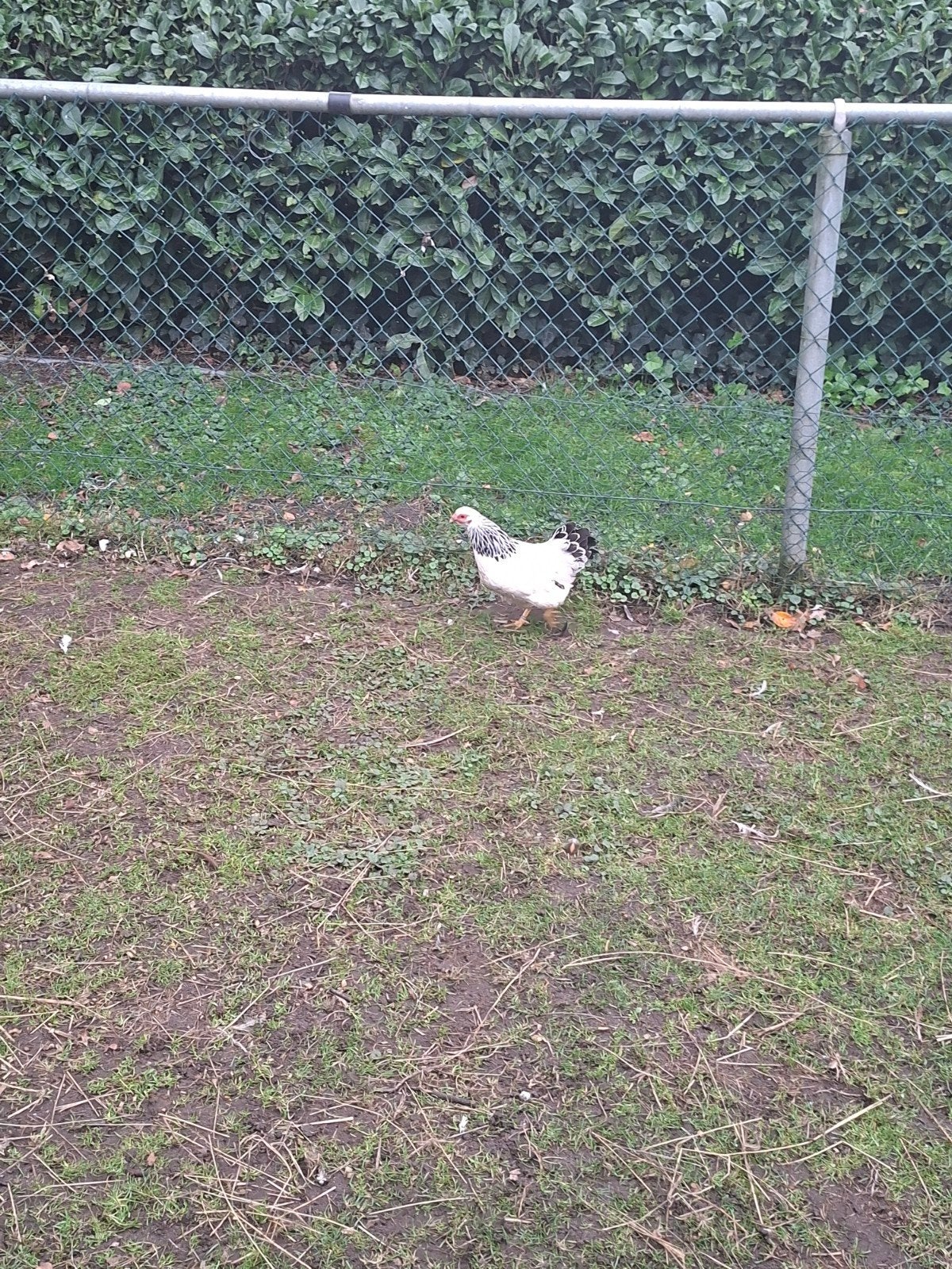 te koop een wynadotte, Dieren en Toebehoren
