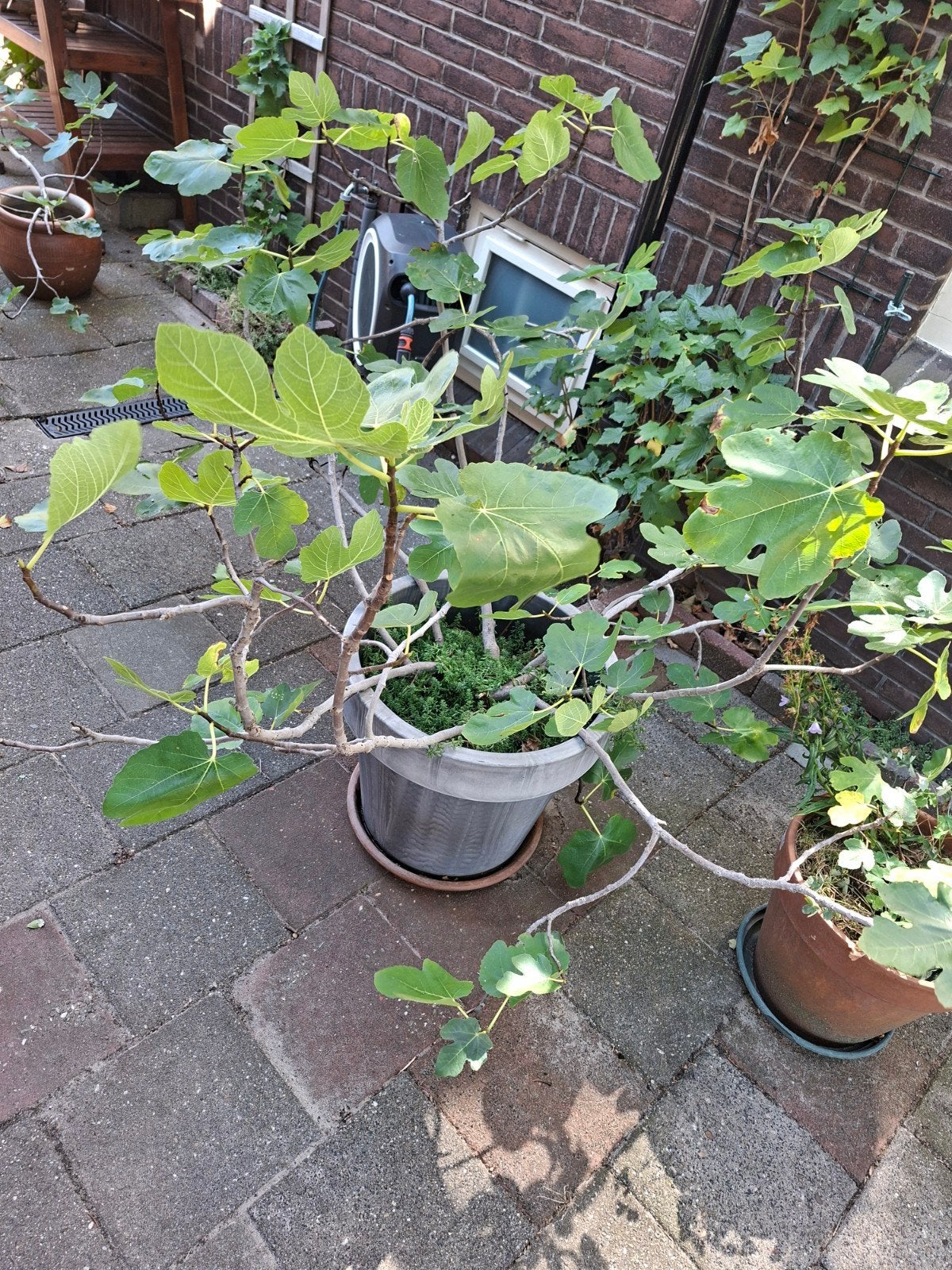 Vijg plant wintervast, Ophalen, Minder dan 100 cm, Vijgenboom
