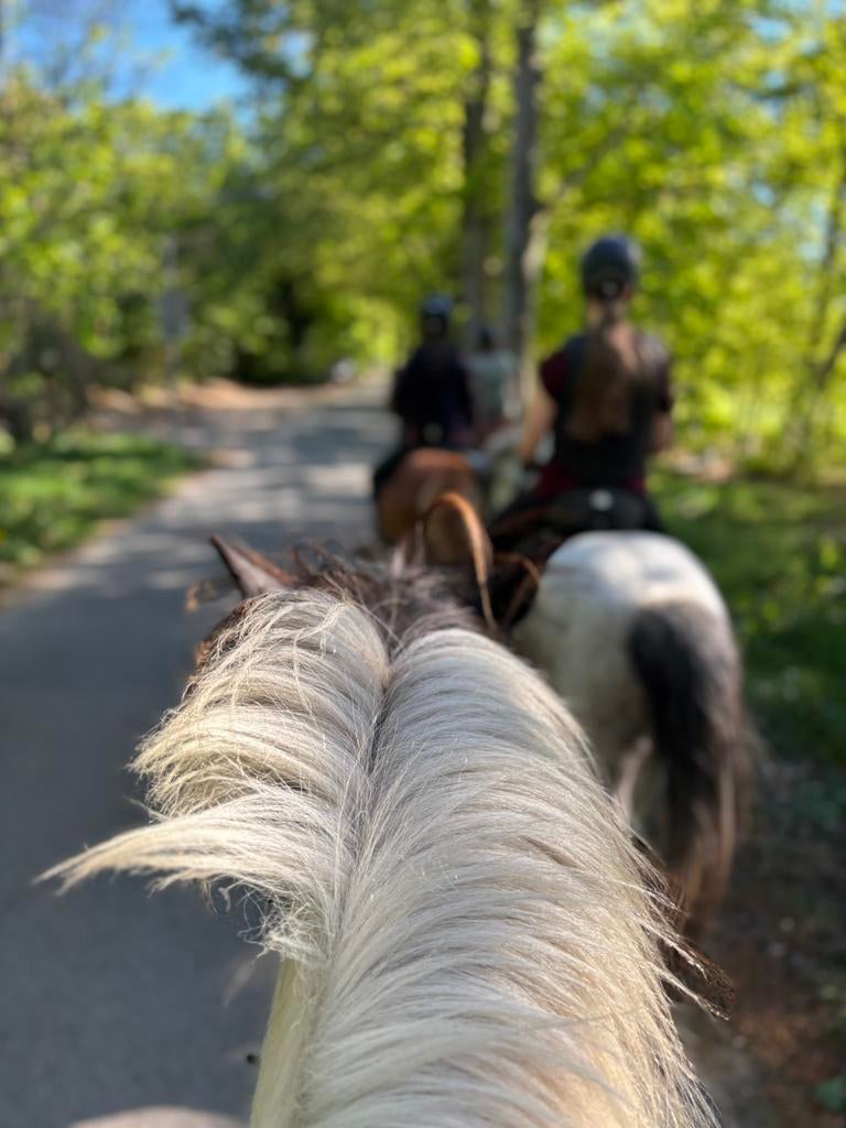 Buitenrit op IJslandse paarden | Hilversum, Ophalen, Nieuw