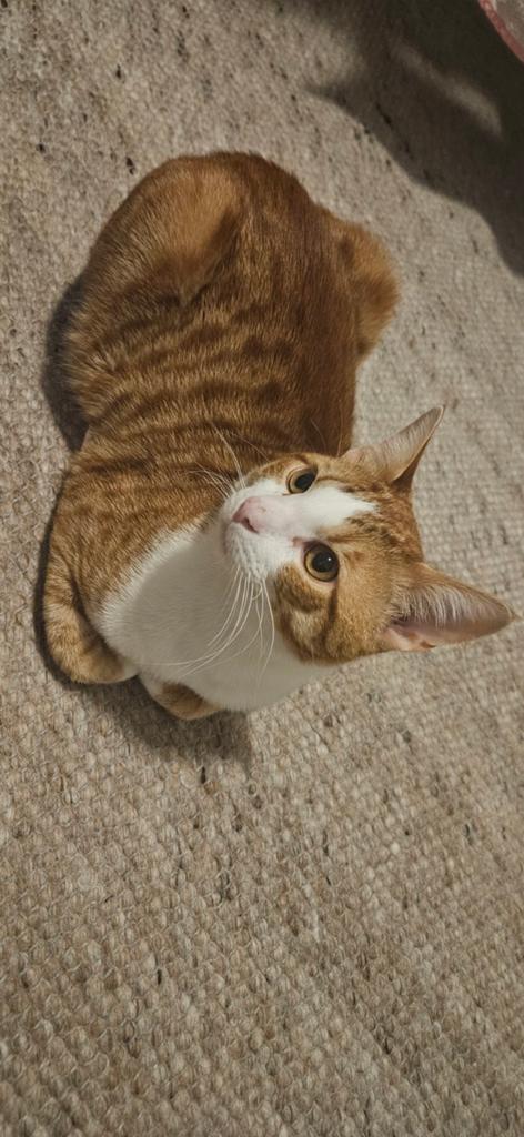 Gratis kat, Kater