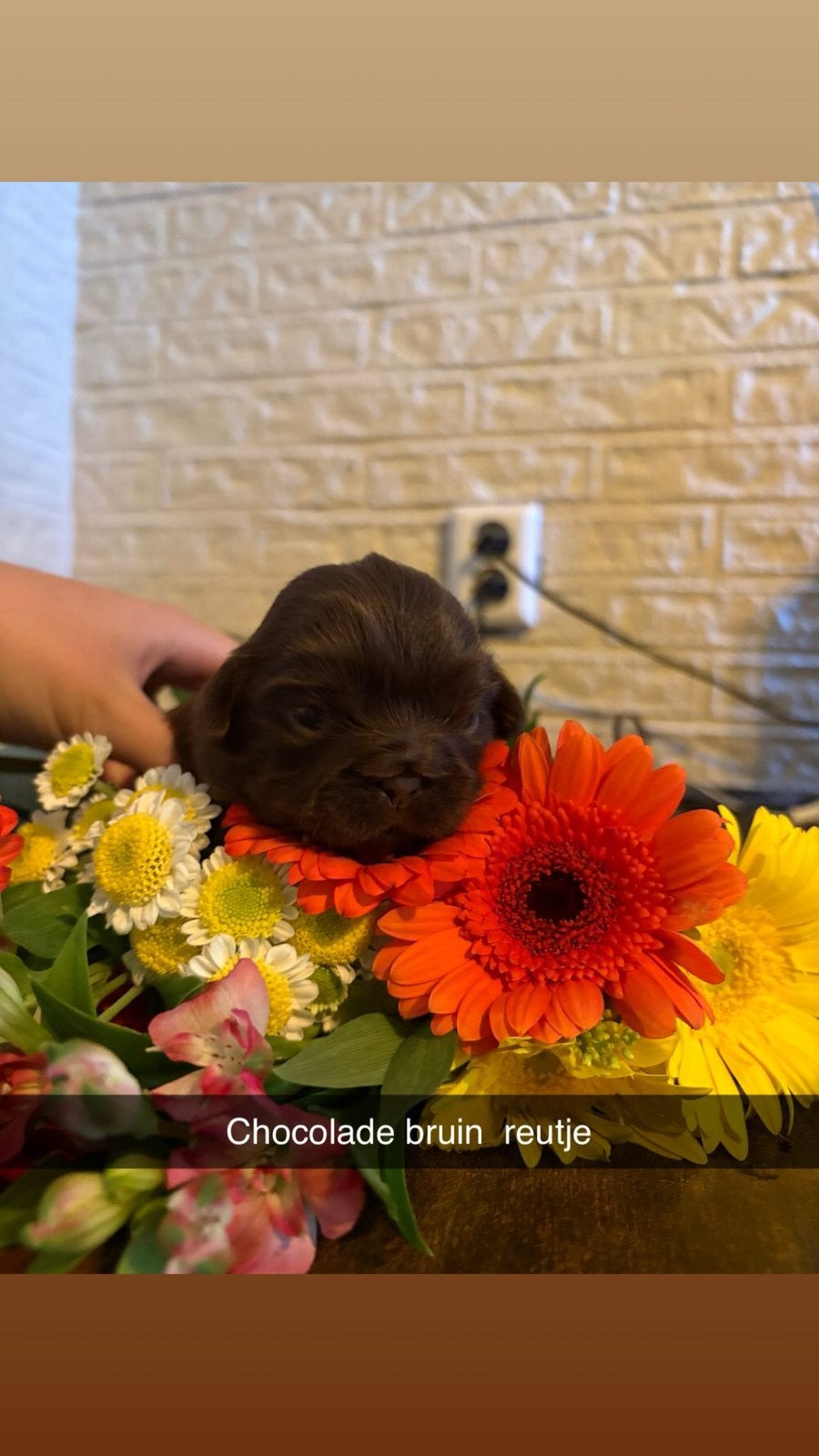 3 prachtige shitzu pups te koop nog twee reutjes 1 teefje, Meerdere, Meerdere dieren, Klein, Nederland