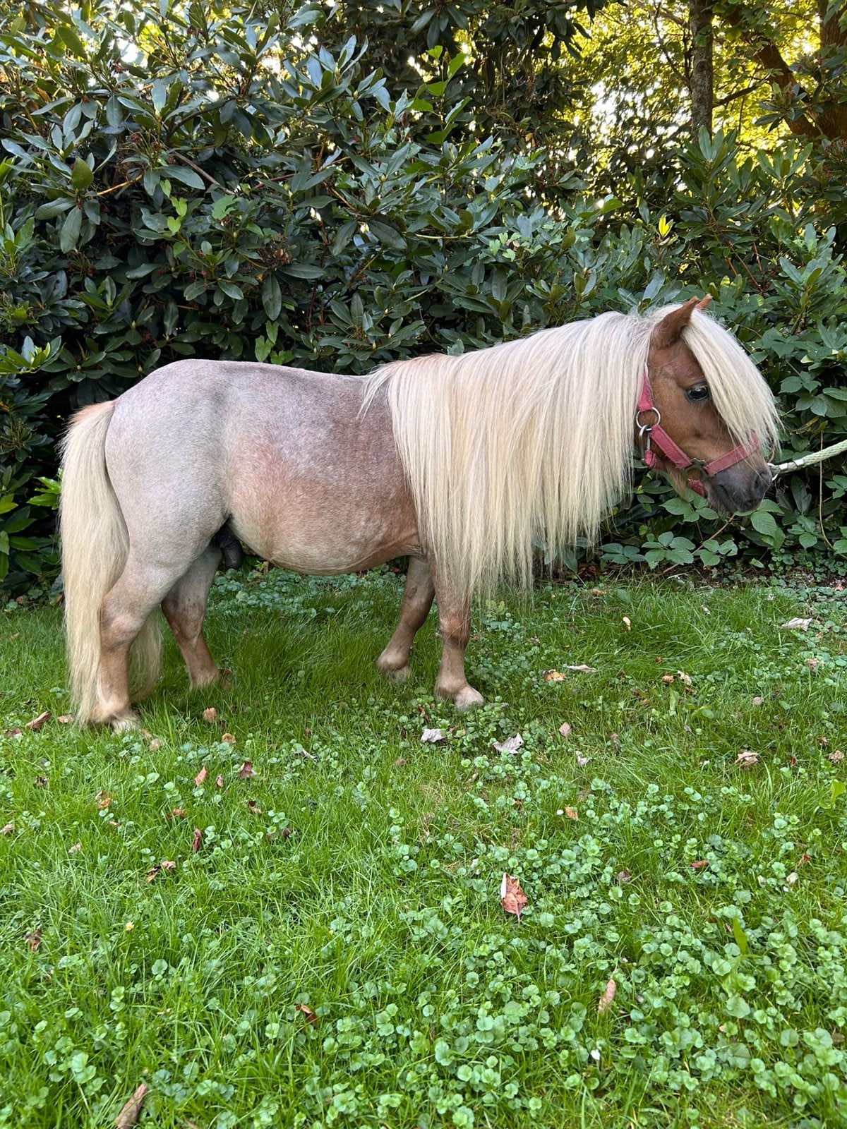 2 lieve Shetlander hengsten | 80-85 cm, Dieren en Toebehoren, Niet van toepassing, Gechipt, Hengst, A pony (tot 1.17m)