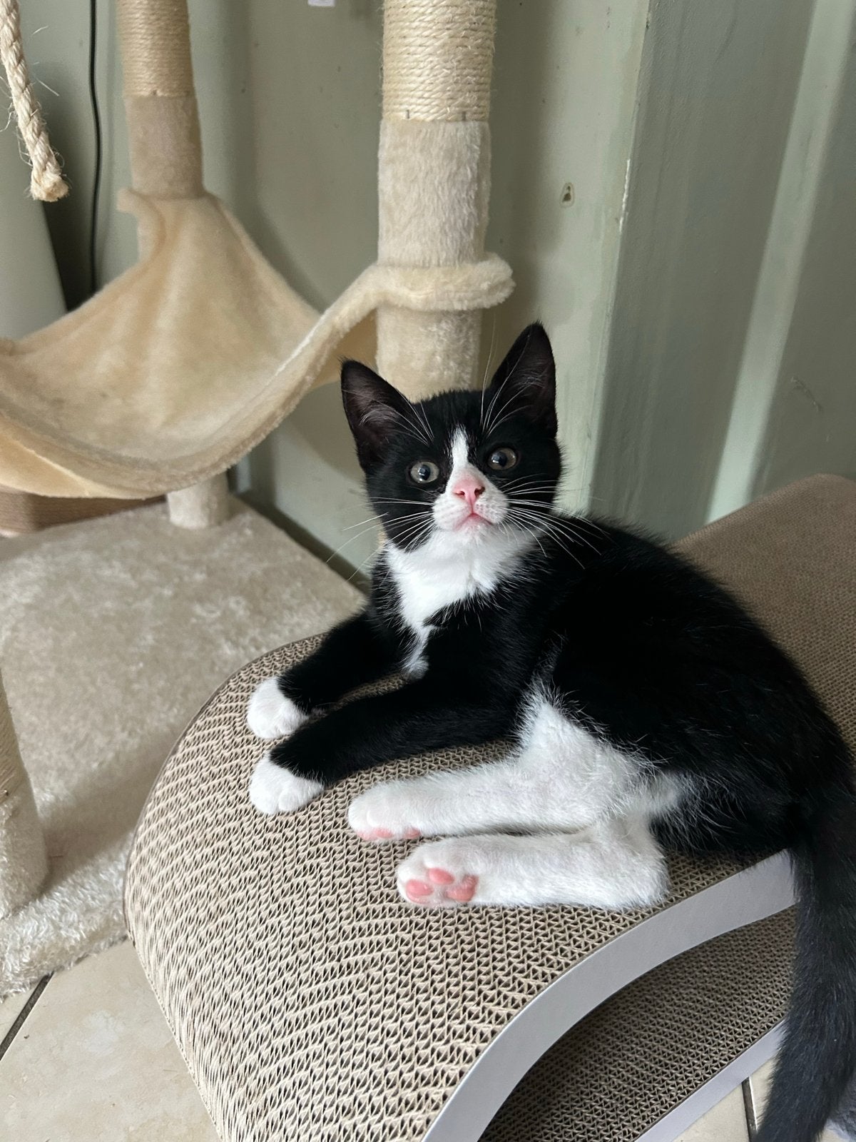 Kittens, Meerdere dieren