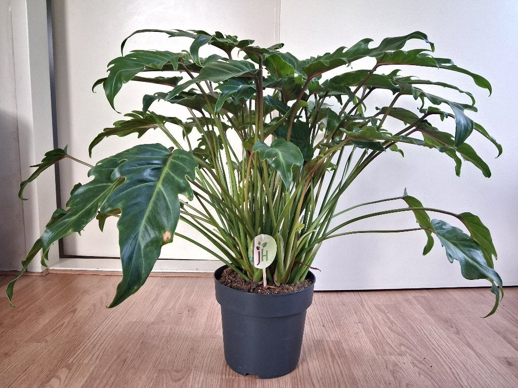 XL Philodendron Xanadu/Thaumatophyllum Xanadu - Philodendron, Huis en Inrichting, Kamerplanten, Ophalen, Overige soorten, Halfschaduw