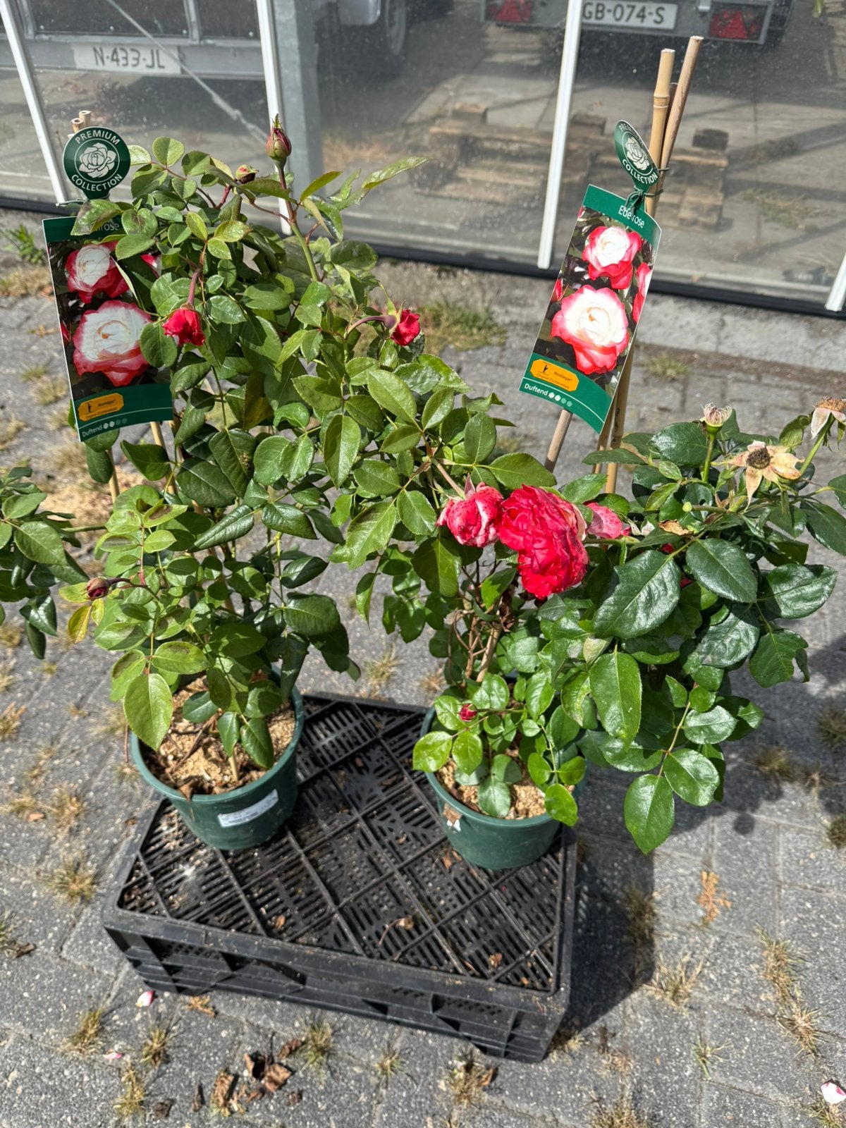 Rood/roze Klimroos, Tuin en Terras, Ophalen, Overige soorten, Volle zon