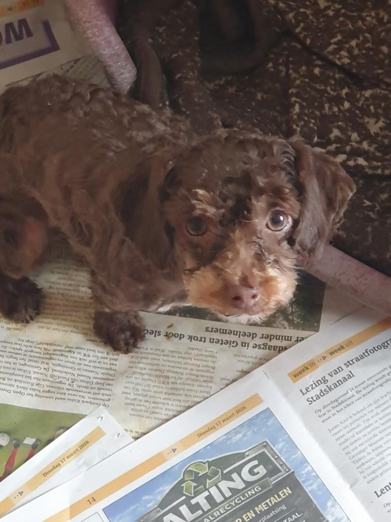 2 hele mooie Toypoedeltjes heel klein, Dieren en Toebehoren, Honden | Chihuahua's en Gezelschapshonden, Teef, Overige rassen, Fokker | Hobbymatig