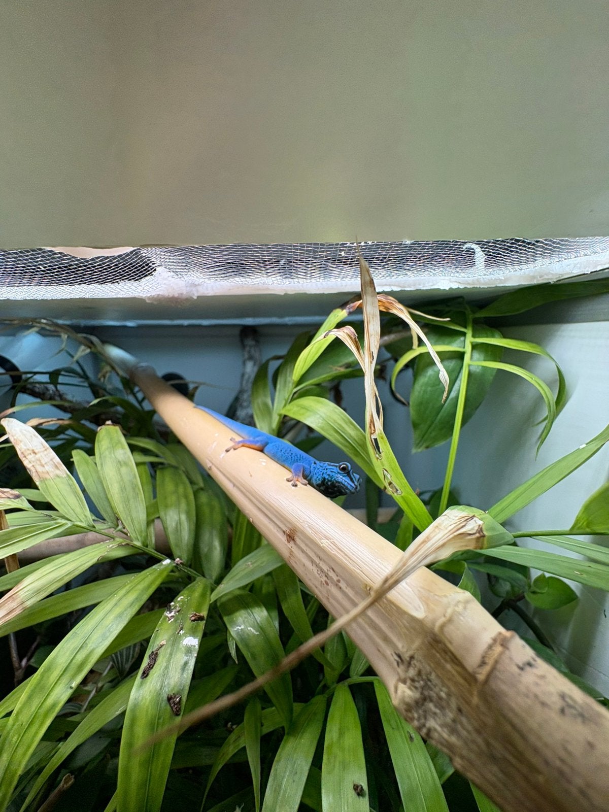 Lygodactylus williamsi, Overige soorten