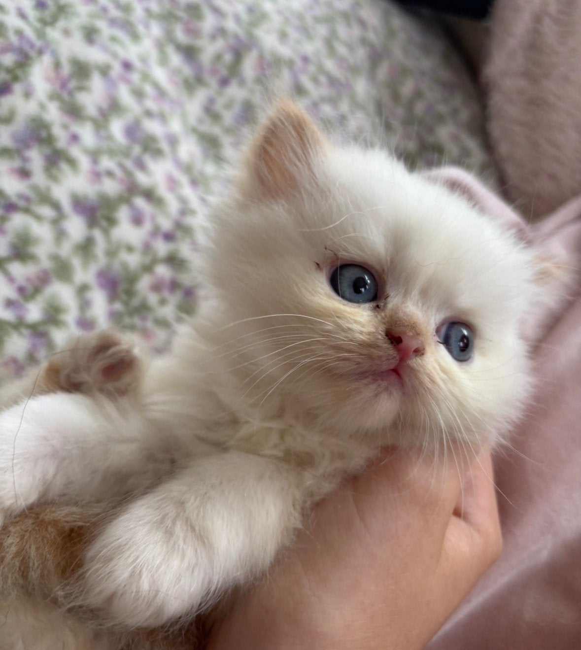 Raszuiver Perzische red point kitten langharig ️, Kater