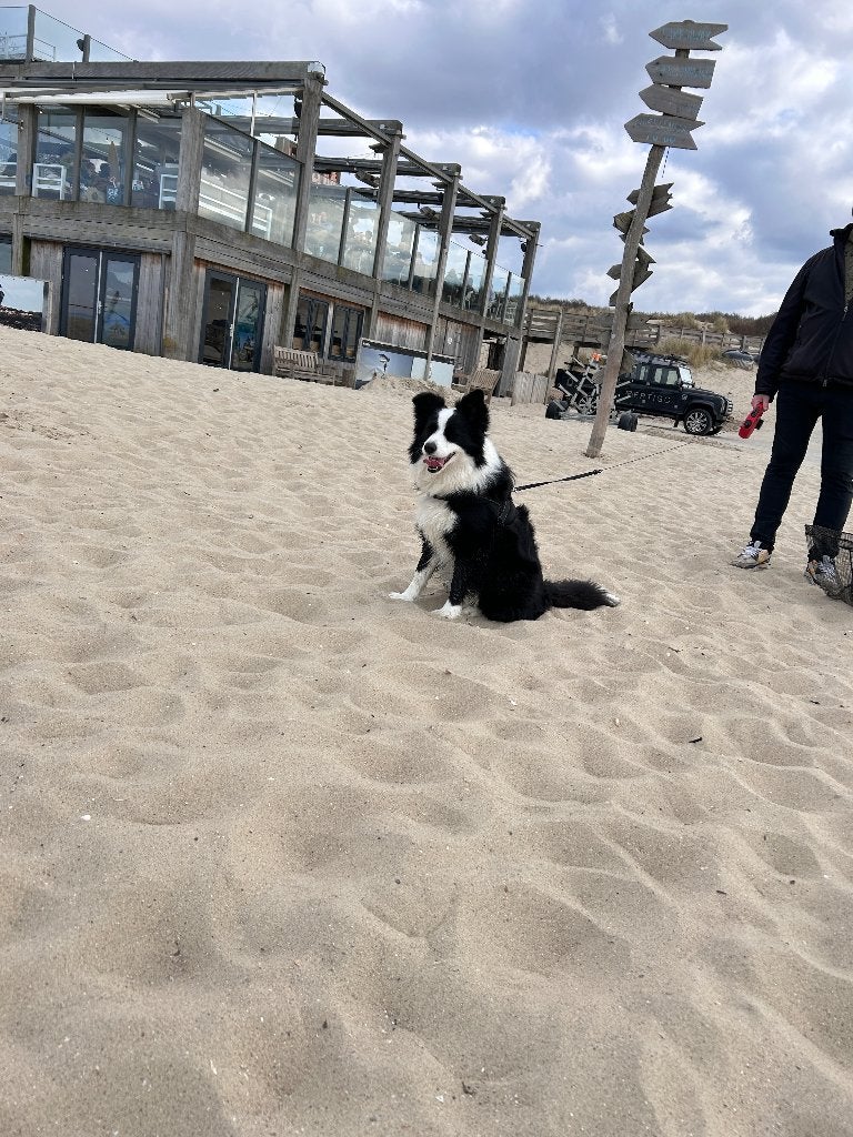 Bordercollie, Dieren en Toebehoren, Honden | Herdershonden en Veedrijvers, België, Particulier, CDV (hondenziekte), Teef