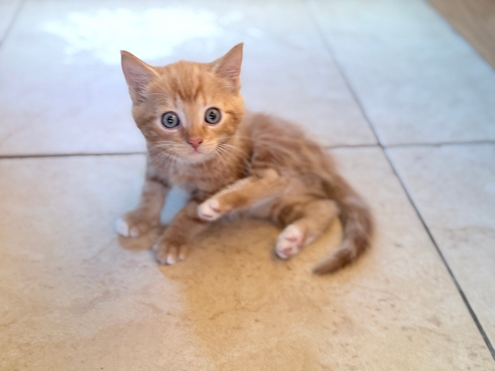 Rode kater 9 weken oud, Dieren en Toebehoren, Kater